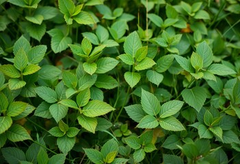 Picture Leaves in a meadow with flowers.