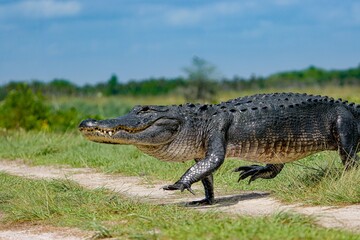 Huge Alligator Crossing the Path at Orlando Wetlands 