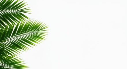 Fototapeta premium Summer Green Palm Leaves Against a White Background 