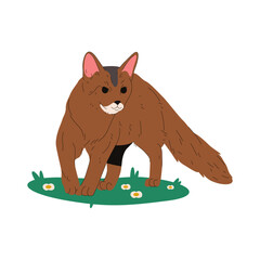 Vector cat of somali breed. Fluffy meow animal. Purring kitten of or sociable puss. Aristocratic breeding of kitty. Domestic feline or domesticated pet. Furry purebred mammal. Biology, zoology, fauna.