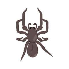 Vector spider icon or arachnid emblem. Danger or fear mascot sign. Insect or animal wildlife predator. Cartoon tarantula closeup. Wild nature and tropic habitat. Spidery fauna. Zoology and biology.