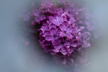 Obraz premium Close-up of blooming purple lilac flowers