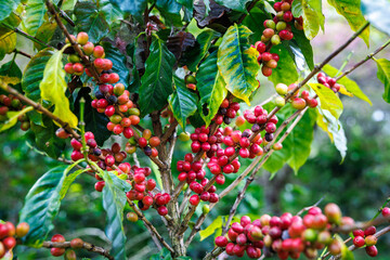 organic red raw coffee beans on the brances of the coffee tree in the plantation north of chiang mai thailand.