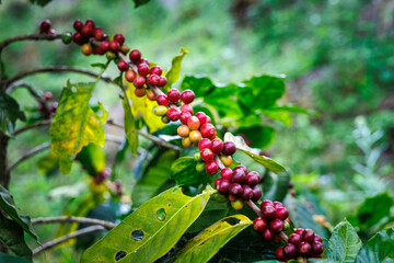 organic red raw coffee beans on the brances of the coffee tree in the plantation north of chiang mai thailand.