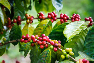 organic red raw coffee beans on the brances of the coffee tree in the plantation north of chiang mai thailand.