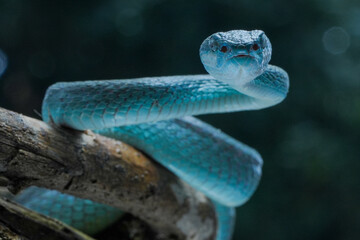Close up blue viper on the branch 