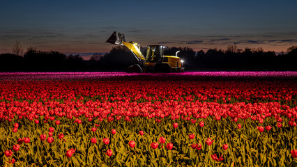 Dutch tulips on the farmland on fields lit by lamplight at night. A special tourist attraction...