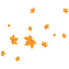 Maple Leaf Illustration