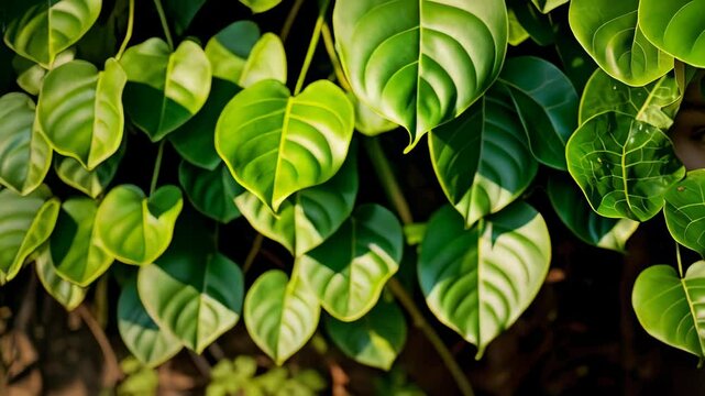 Close-up of an eye peeking through lush green leaves
