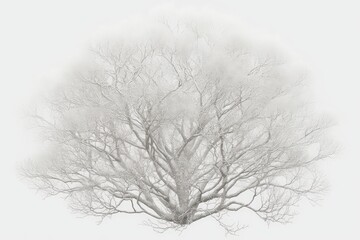 Winter Tree with Frosty Branches.