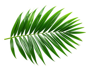 Obraz premium Lush Green Palm Frond
