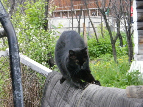 Black cat walking along a fence in a green garden during the day - Powered by Adobe