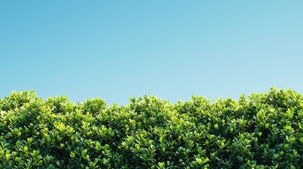 Obraz premium Lush green hedge against a clear azure sky.