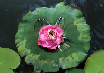 Pink Royal Lotus on dark canal water, top-down view