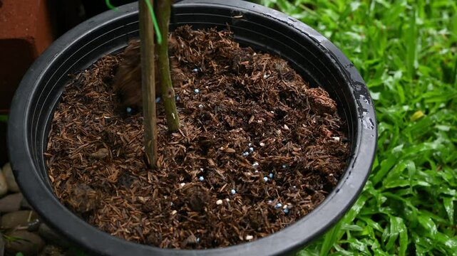Gardener applying an organic fertilizer in the ground for roses and then using a shovel for blend it. The primary nutrients (macronutrients) that all plants need are nitrogen (N), phosphorus (P) and p