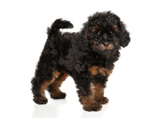 Phantom toy poodle puppy standing on white background