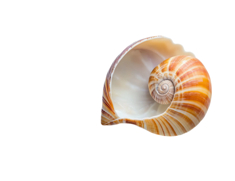 A shell of a snail, closed on Png Format and Transparent Background
