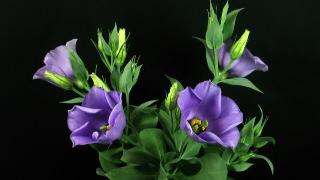 Time lapse of blooming eustoma