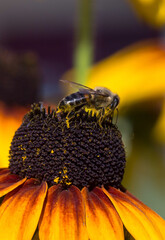 A wasp with a black and yellow striped abdomen and transparent wings sits on the spiky orange-yellow core of a yellow coneflower flower.