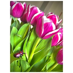 Tulpen und ein K&auml;fer