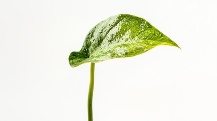 Isolated monstera leaf with small imperfections on white background
