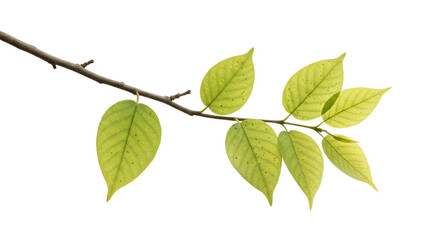 Isolated Tree Branch