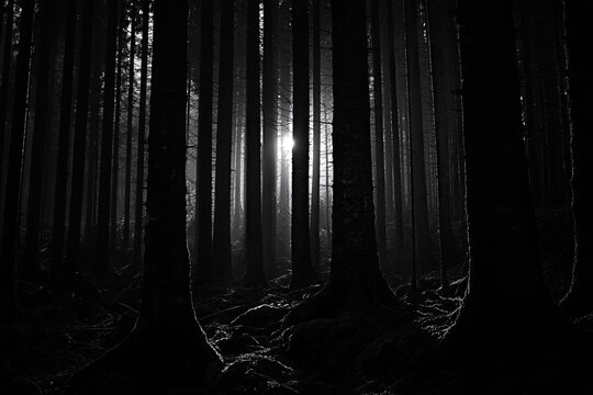 Sunlit forest gloom. Dark trees, sunbeams