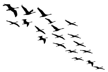 Fototapeta premium Silhouette of a flock of birds flying in the sky isolated on white background