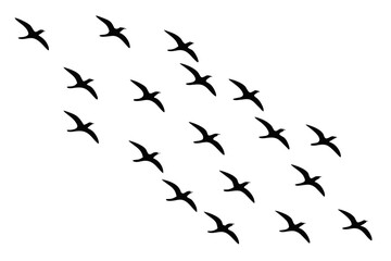 Silhouette of a flock of birds flying in the sky isolated on white background