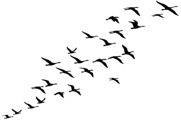 Silhouette of a flock of birds flying in the sky isolated on white background