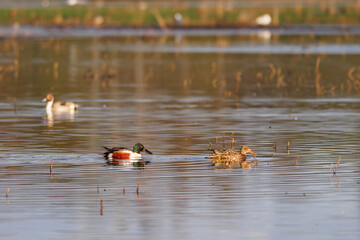 The northern shoveler (Anas clypeata) pair