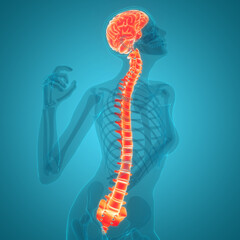 Central Organ of Human Nervous System Brain Anatomy