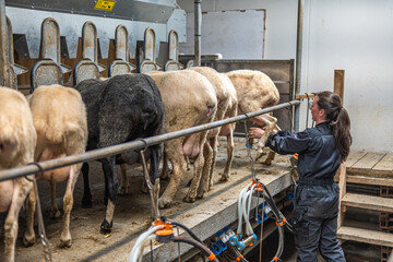 A young woman milks ewes with a milking machine.