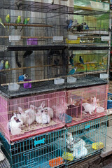birds and rabbit on a market