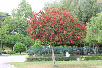 callistemon citrinus tree, also known as bottle brush