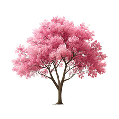 A solitary pink blossom tree stands majestically against a clean white background showcasing its delicate petals and intricate branch structure in full bloom.