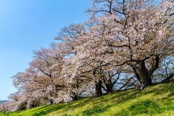 blooming cherry tree