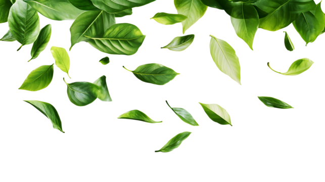 A white background with green leaves scattered all over it