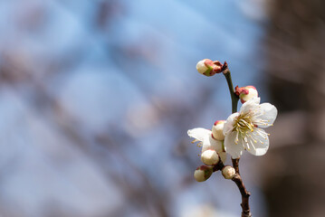 春の訪れを告げる美しい白梅　滋賀県大津市びわこ文化公園