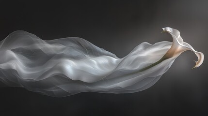 Fototapeta premium Elegant White Calla Lily Bloom with Soft Curves and Delicate Flowing Fabric