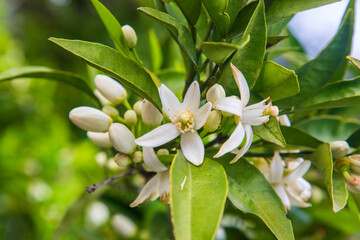Tangerine tree or Orange tree or Lemon tree blossom flower