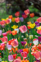 カラフルなチューリップ畑