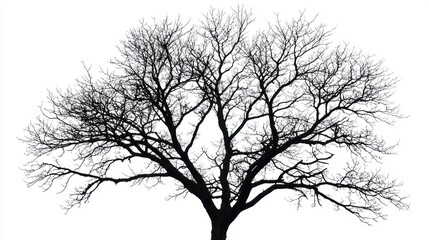 Obraz premium A detailed tree silhouette with leafless branches