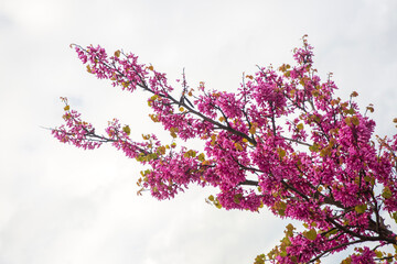 Judas tree (Cercis siliquastrum) is a shrub-like tree from the Fabaceae family.