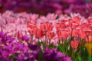 ピンク系のチューリップ畑