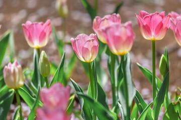 ピンクのチューリップ