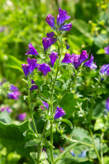 Echium plantagineum is a genus of Echium native to Western and Southern Europe, North Africa and...