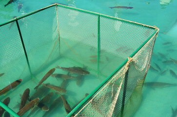 Breeding and growing grass carp fish. Aquaculture and production of grass carp. Fish farming...