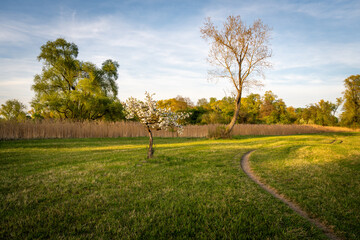 Blossom Tree Standing Alone In A Green Field With A Curved Pathway And A Fencing Border During Springtime