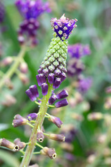 Leopoldia comosa (syn. Muscari comosum) is a perennial bulbous flowering plant in the family Asparagaceae.
